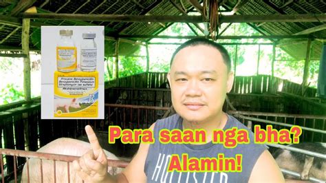 robipenstrep|Para saan ang robipenstrep o penstrep .